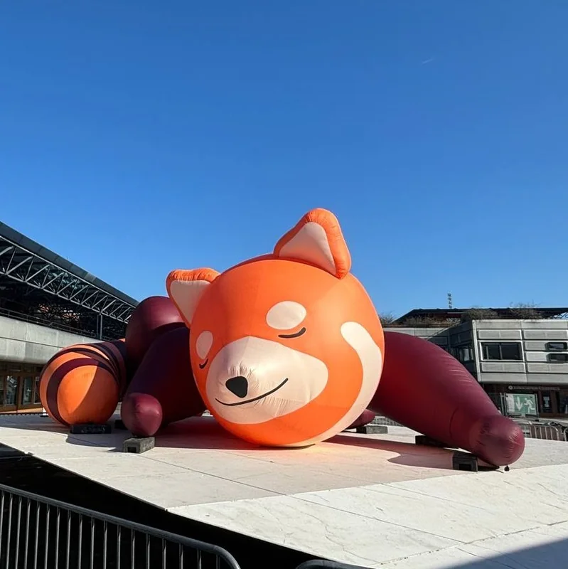 Image de Raï - Le panda roux